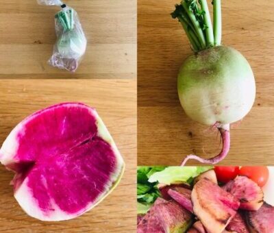 食べチョクの定期野菜便で届いた紅芯大根の写真